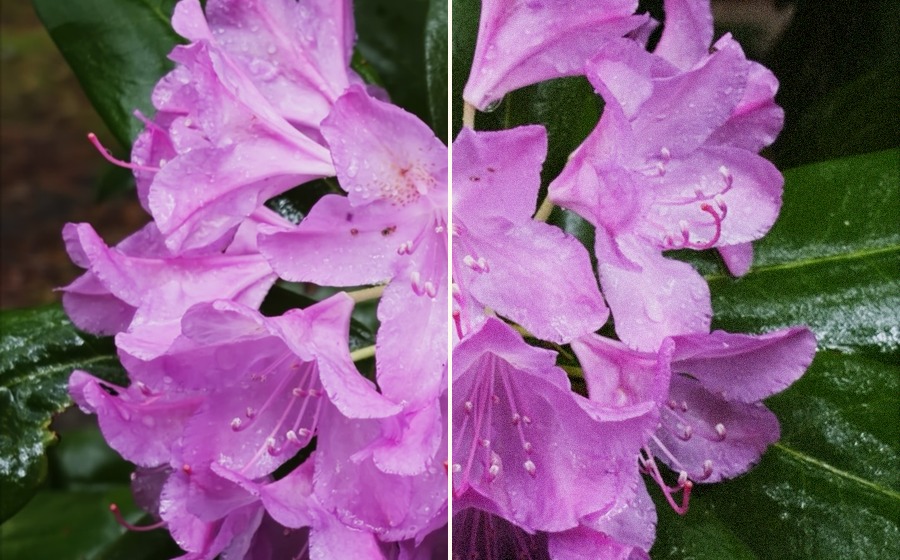 Split example of fused flower image before and after density-weighted film grain